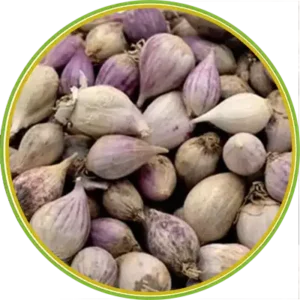 product-الرئيسية